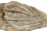 Crinoid (Agaricocrinus) Fossil - Crawfordsville, Indiana #188676-3
